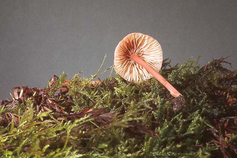 Leptonia rosea var marginata